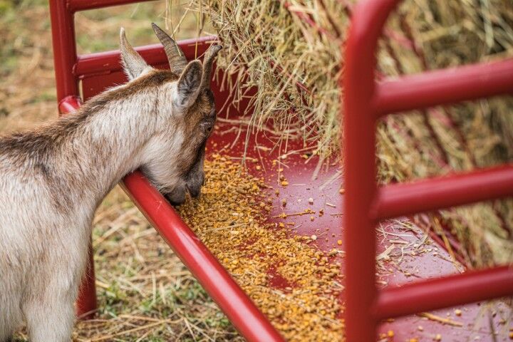 Tarter DuraTough Small Animal Feeder