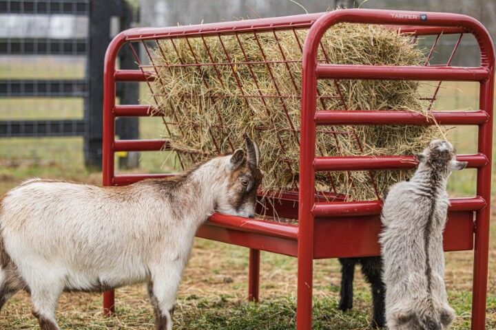 Tarter DuraTough Small Animal Feeder