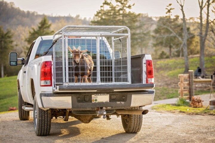 Tarter Small Animal Transporter