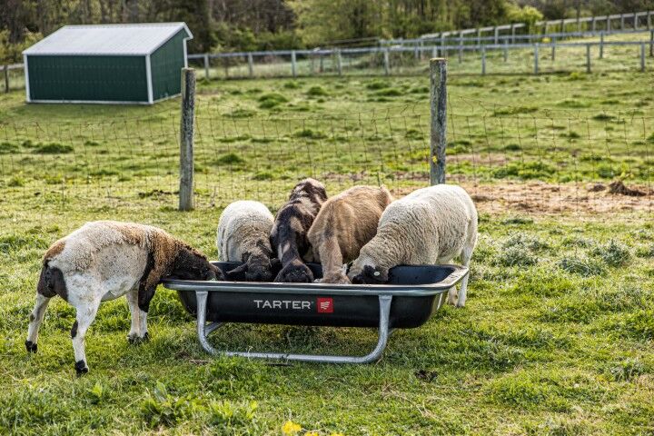 Tarter Poly Goat Bunk Feeder, 5 Ft