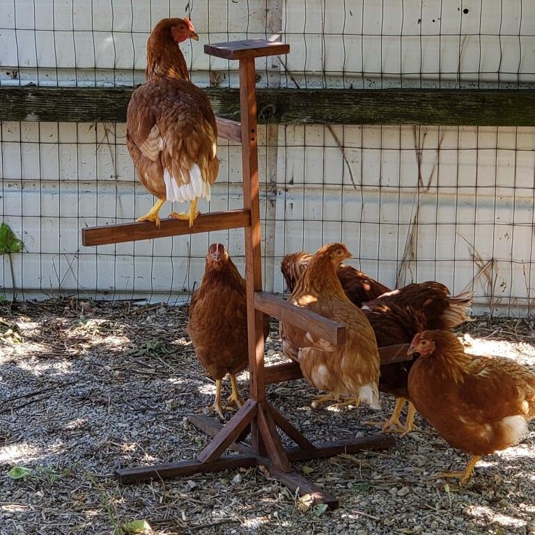 Coops & Feathers Roosting Perch, Medium