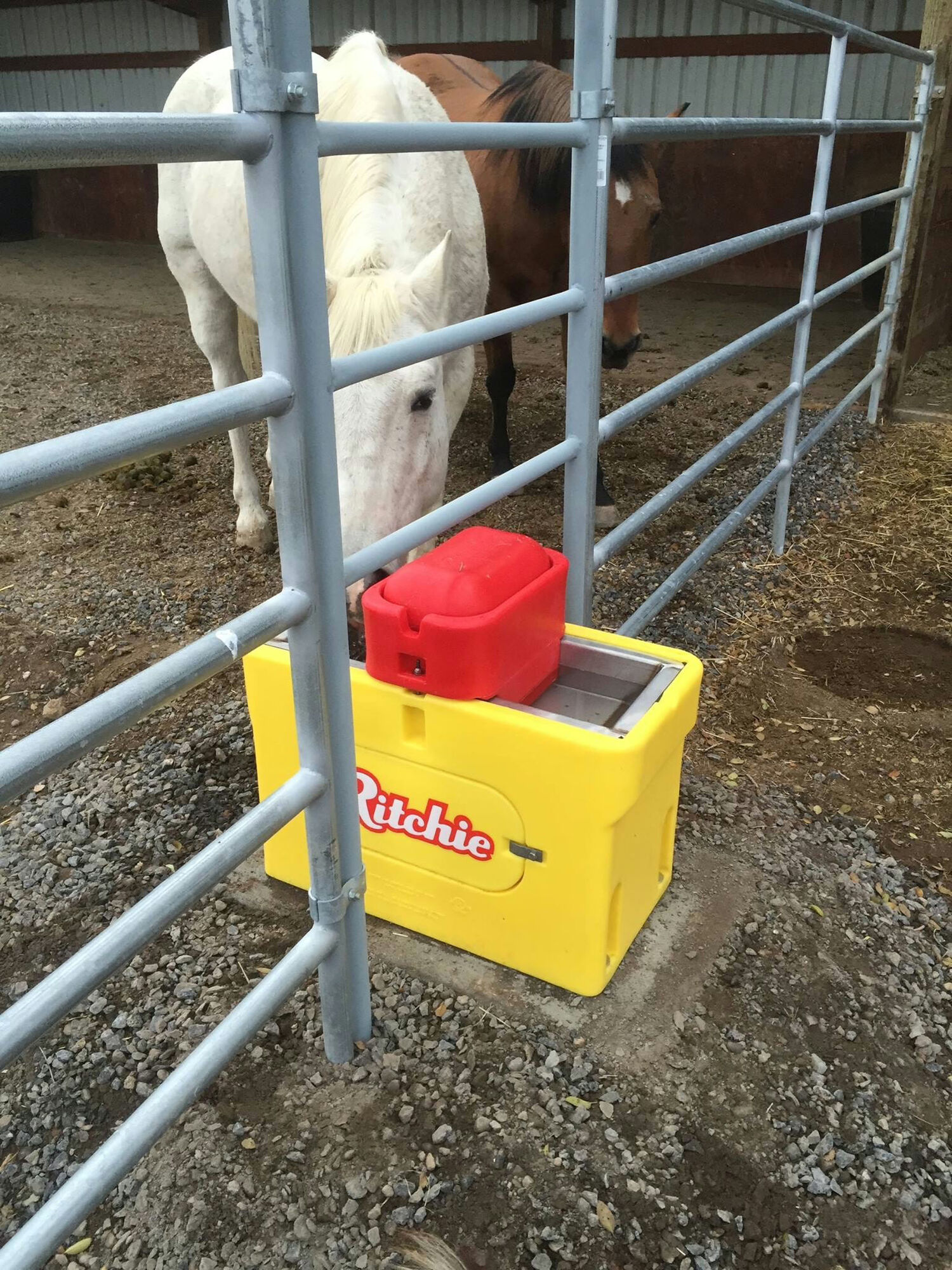 Ritchie Omni 2, Double Sided Heated Waterer