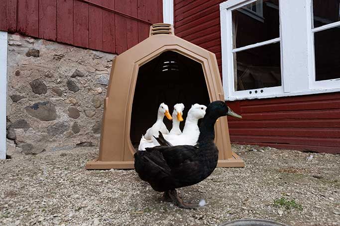 Hampel's Small Happy Hut