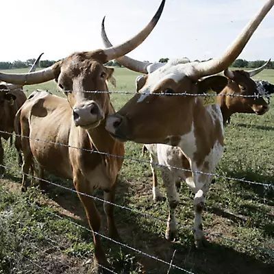 Bekaert Cattleman Pro 20 14 Gauge 4-Point 5-In Spacing High Tensile Barbed Wire, 1320-Ft