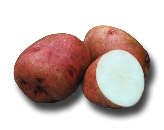 Holbrook Sangre Seed Potatoes (Sold By The Pound)