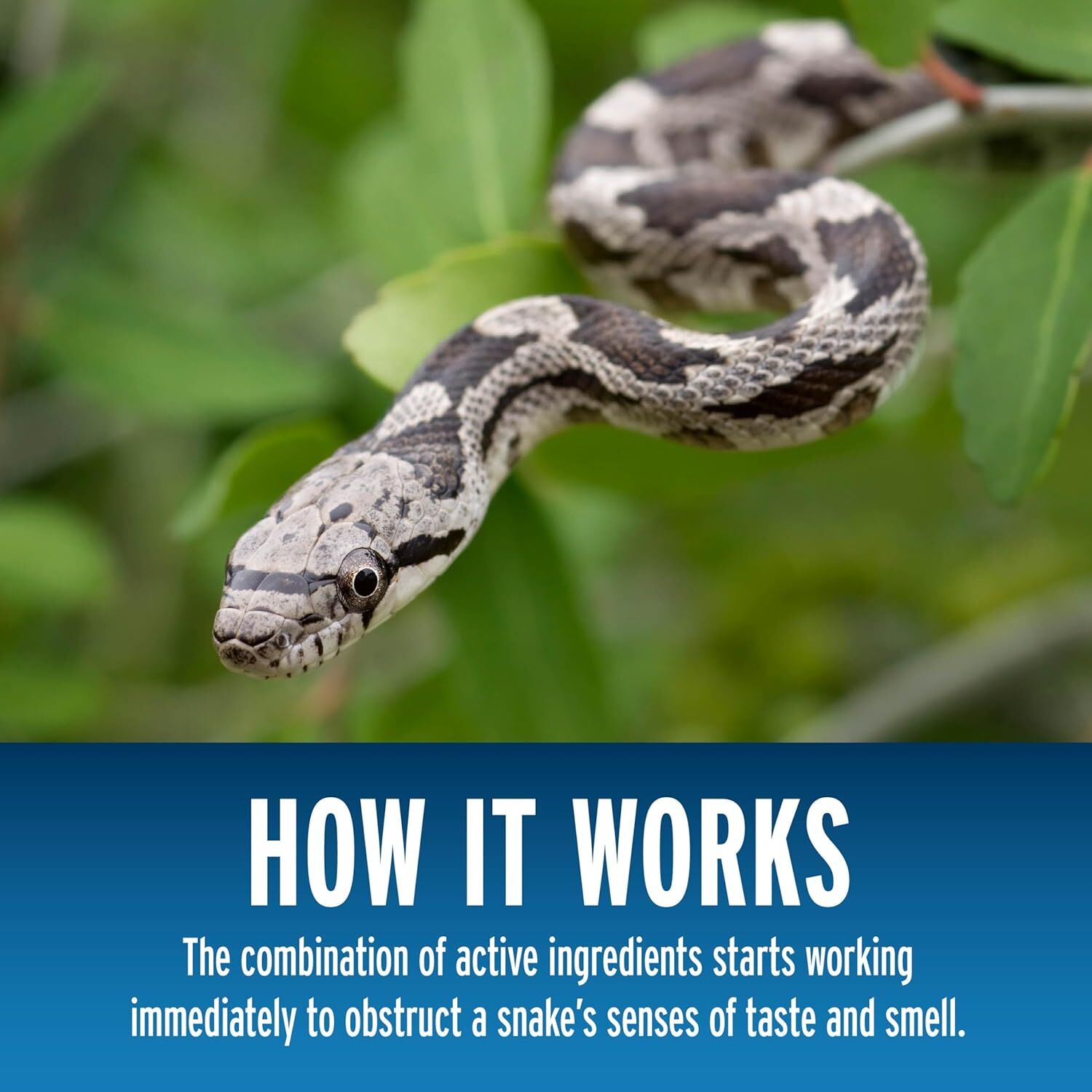 Liquid Fence Snake Repellent Granular, 2-Lb