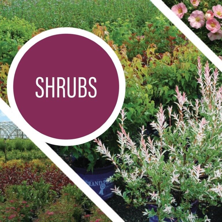 Sester Farms Deciduous Shrub #2 CS