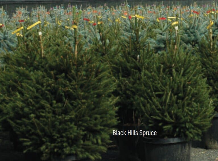 Sester Farms Black Hills Spruce #5