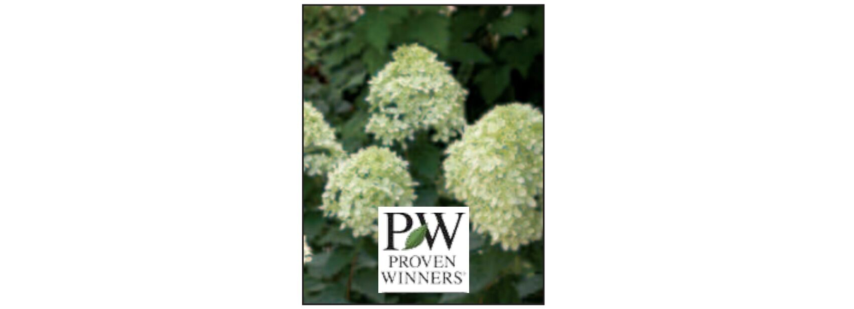 Sester Farms Little Lime Hydrangea #2