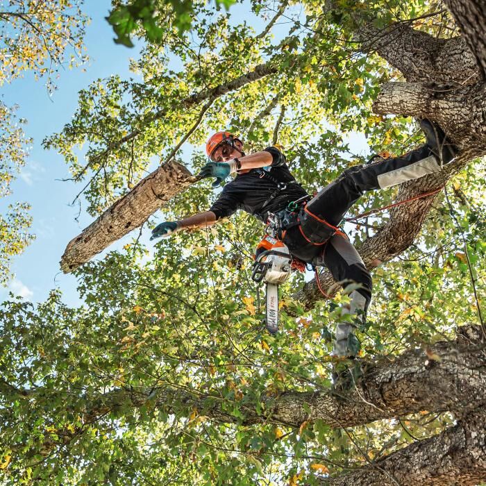 STIHL MSA 220 TC-O 16 in. Battery Powered Quick-Adjust Chainsaw (Tool Only)