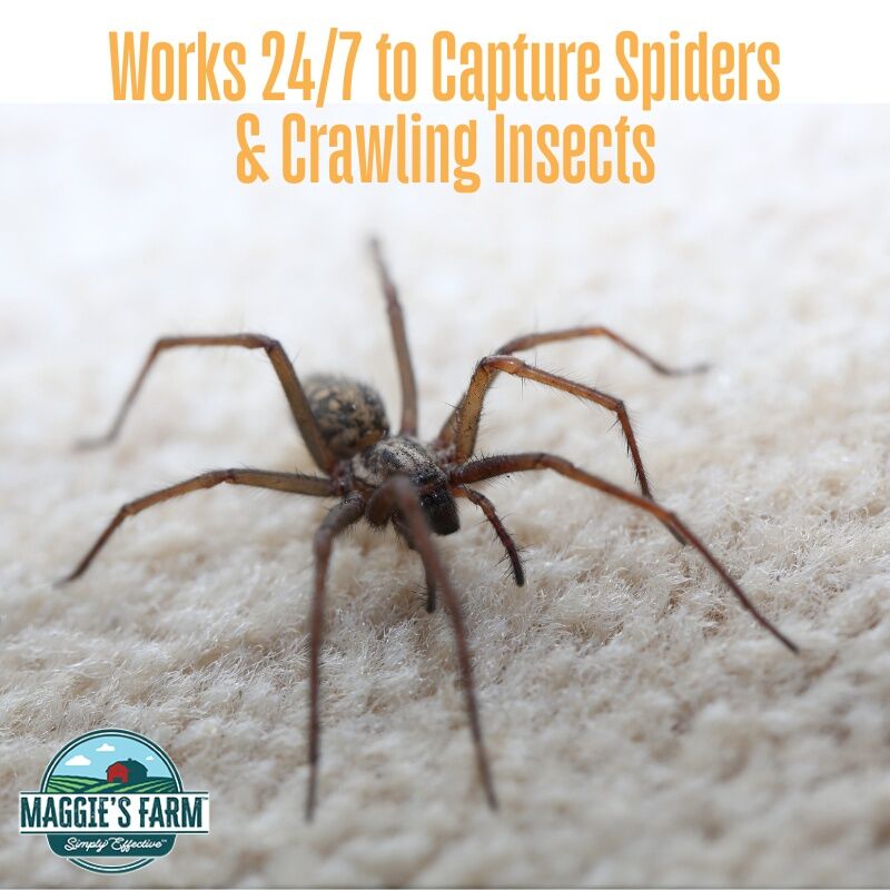Maggie's Farm Spider & Insect Trap