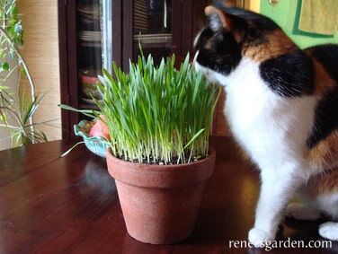 Renee's Garden Kitty Queen's Four Grass Mix Seeds