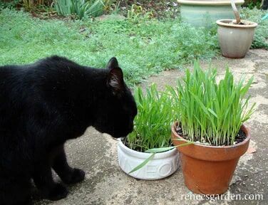 Renee's Garden Kitty Queen's Four Grass Mix Seeds
