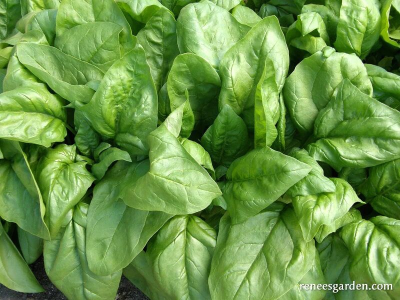 Renee's Garden Baby Salad Spinach Regiment Seeds