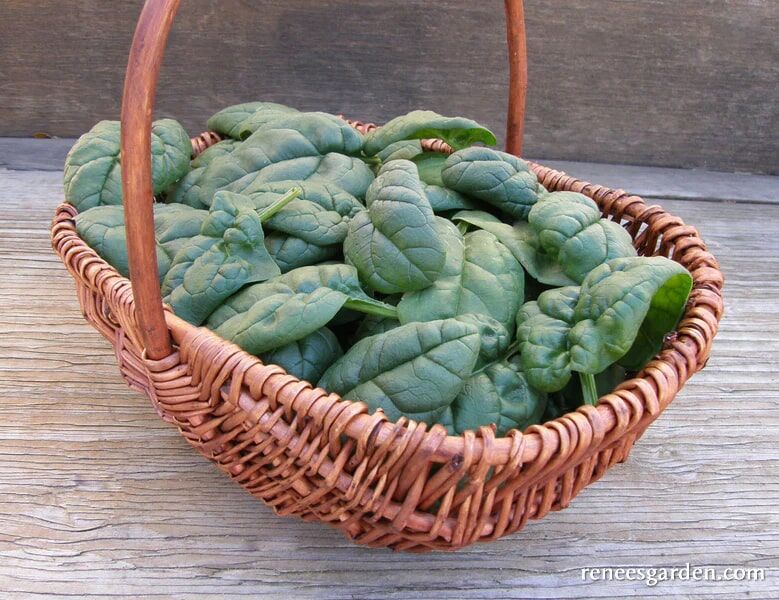 Renee's Garden Baby Salad Spinach Regiment Seeds