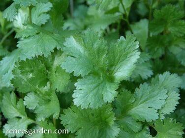 Renee's Garden Heirloom Cilantro Seeds