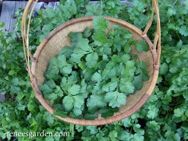 Renee's Garden Heirloom Cilantro Seeds
