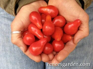 Renee's Garden Heirloom Cherry Tomato Little Red Pear Seeds