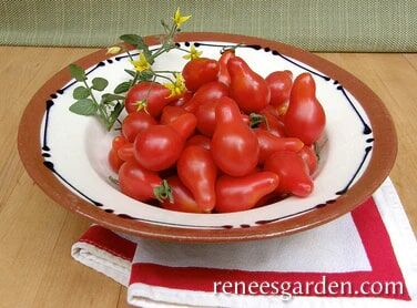 Renee's Garden Heirloom Cherry Tomato Little Red Pear Seeds