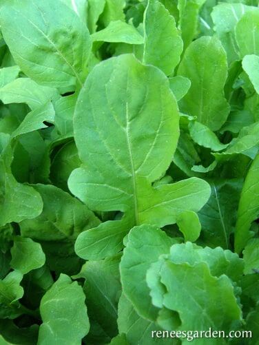 Renee's Garden Arugula True Italian Seeds