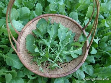 Renee's Garden Arugula True Italian Seeds