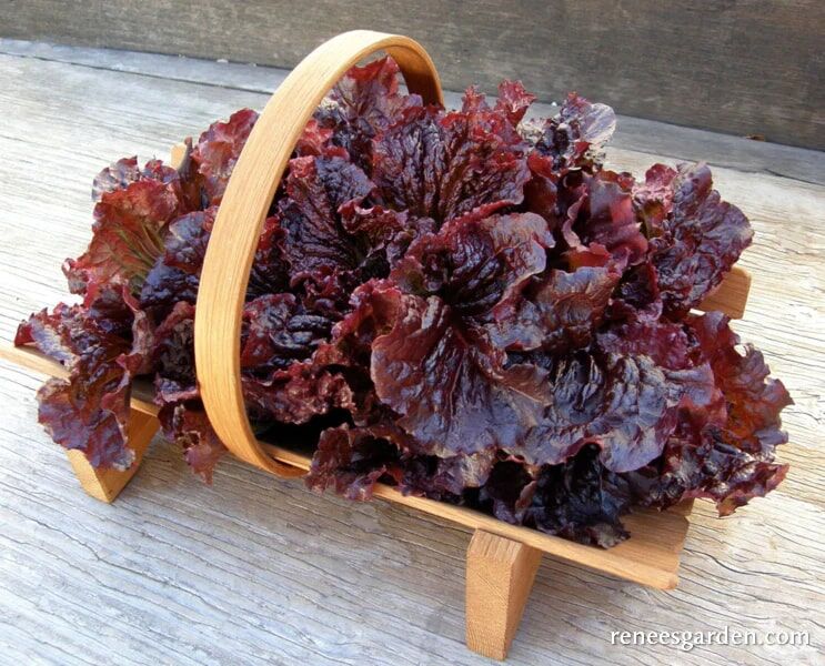 Renee's Garden French Red Leaf Lettuce Redina Seeds