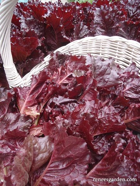 Renee's Garden French Red Leaf Lettuce Redina Seeds