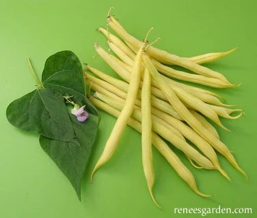 Renee's Garden French Bush Bean Roc d'Or Seeds
