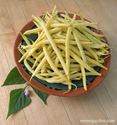 Renee's Garden French Bush Bean Roc d'Or Seeds