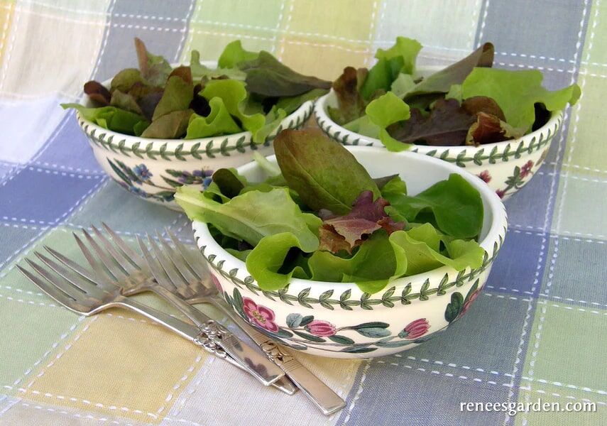 Renee's Garden Cut & Come Again Lettuces Renee's Baby Leaf Blend Seeds