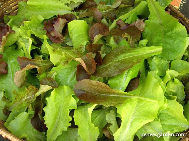 Renee's Garden Cut & Come Again Lettuces Renee's Baby Leaf Blend Seeds