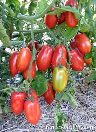 Renee's Garden Heirloom Sauce Tomato Italian San Marzano Seeds