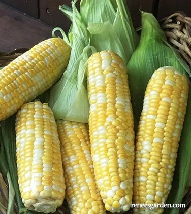 Renee's Garden Bicolor Corn My Fair Lady Seeds