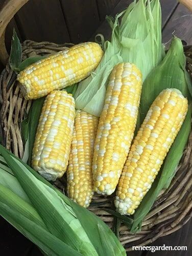 Renee's Garden Bicolor Corn My Fair Lady Seeds