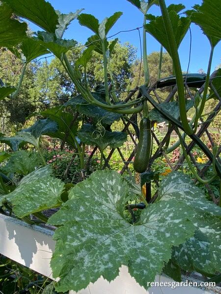 Renee's Garden Organic Climbing Zucchini Incredible Escalator Seeds