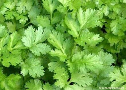 Renee's Garden Bonus Pack Heirloom Cilantro Seeds