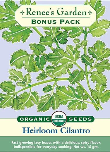 Renee's Garden Bonus Pack Heirloom Cilantro Seeds