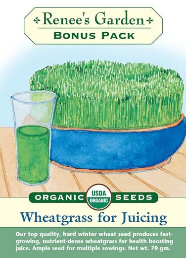 Renee's Garden Bonus Pack Wheatgrass For Juicing Seeds