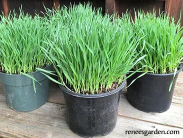 Renee's Garden Bonus Pack Wheatgrass For Juicing Seeds