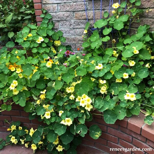 Renee's Garden Climbing Nasturtiums Moonlight Seeds