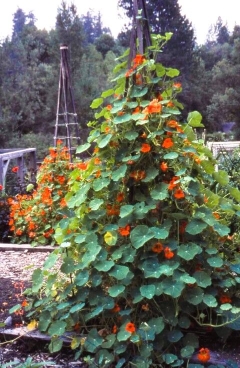 Renee's Garden Climbing Nasturtiums Spitfire Seeds