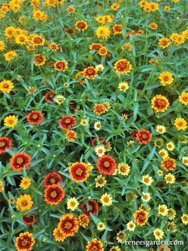 Renee's Garden Heirloom Butterfly Zinnias Persian Carpet Seeds