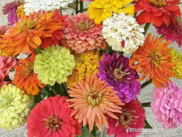 Renee's Garden Heirloom Zinnias Granny's Bouquet Seeds
