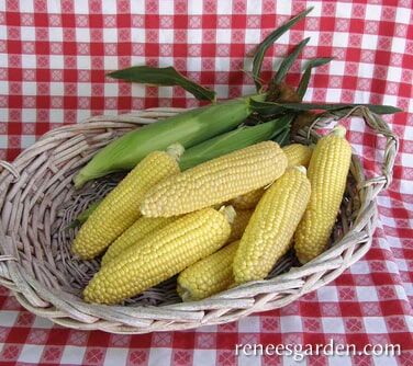 Renee's Garden Sweet Early Corn Casino Seeds