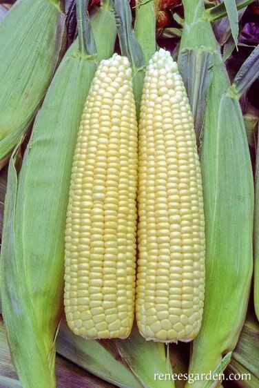 Renee's Garden Sweet Early Corn Casino Seeds