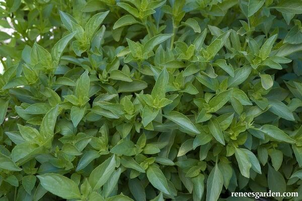 Renee's Garden Heirloom Herbs Mrs. Burns' Lemon Basil Seeds