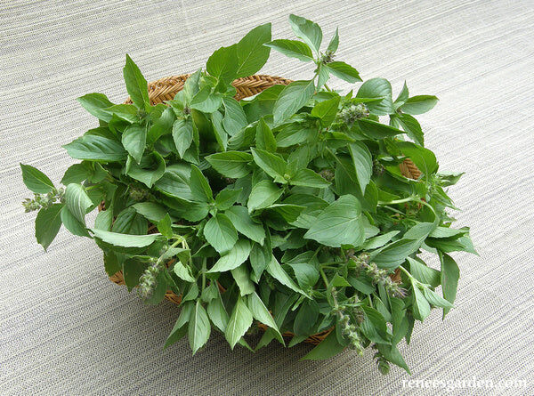 Renee's Garden Heirloom Herbs Mrs. Burns' Lemon Basil Seeds