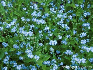Renee's Garden Forget-Me-Nots Azure Bluebirds Seeds