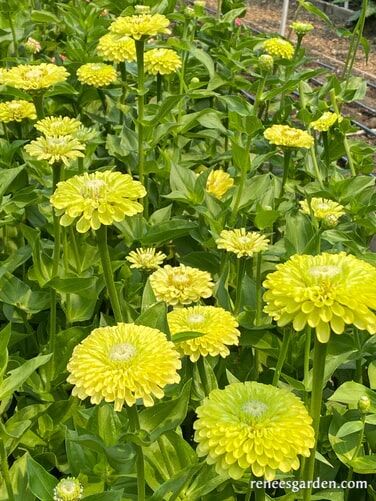 Renee's Garden Heirloom Zinnias Green Envy Seeds