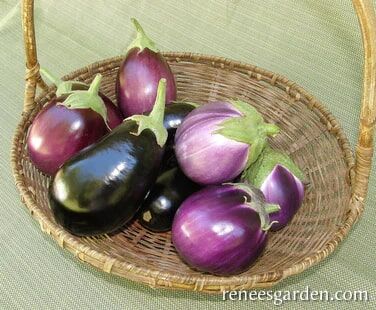 Renee's Garden Specialty Eggplants Italian Trio Seeds